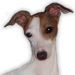 "Westshore Olivia" Red Peid Italian Greyhound Female